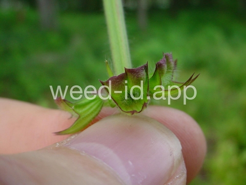 sage, lyreleaf